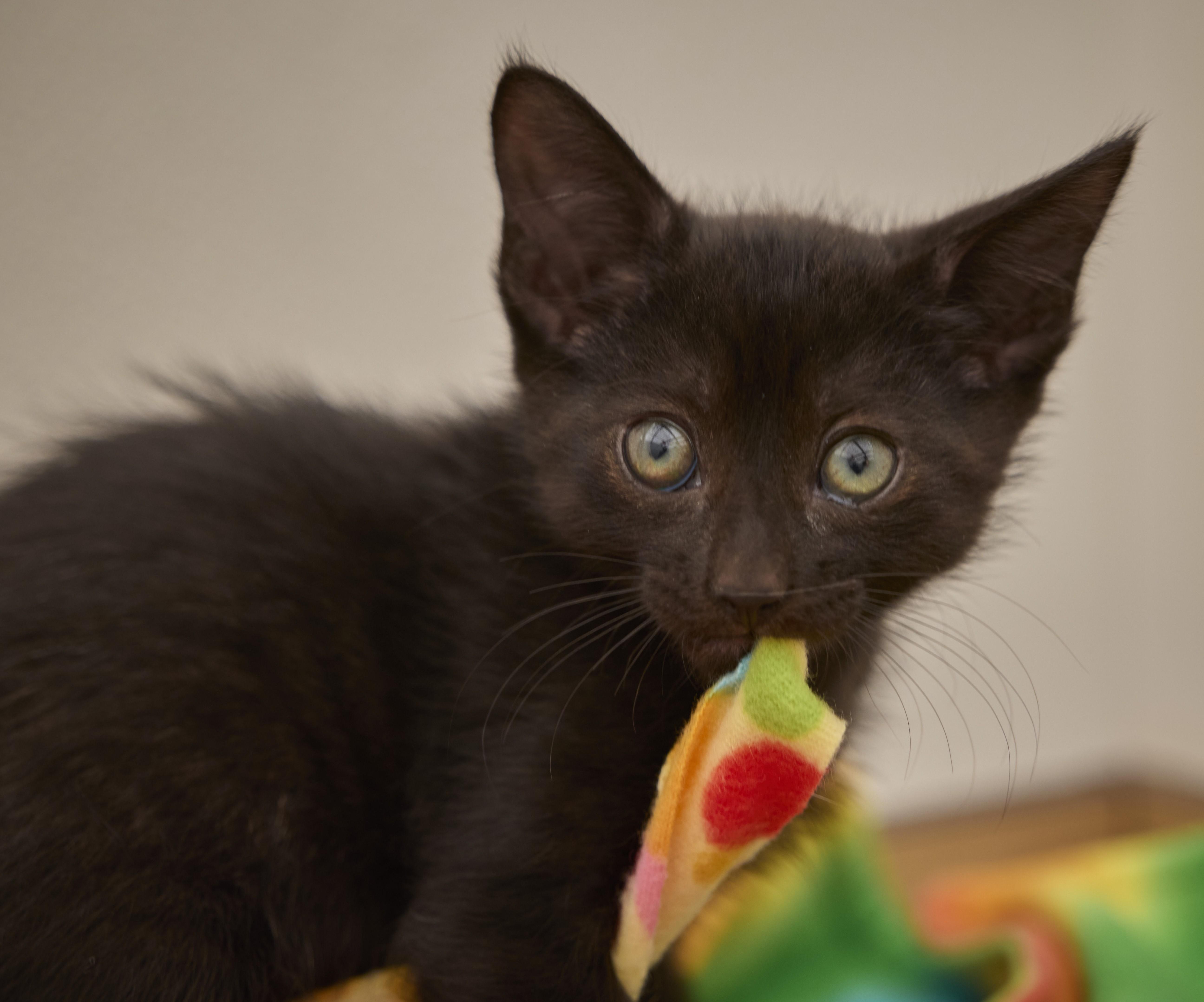 A baby medium-sized male Domestic Short Hair cat named Jag for adoption in Santa Barbara, CA