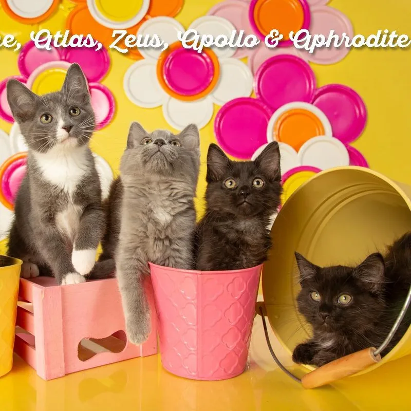 A young small-sized female Black Domestic Short Hair cat named Aphrodite for adoption in Springfield, MO