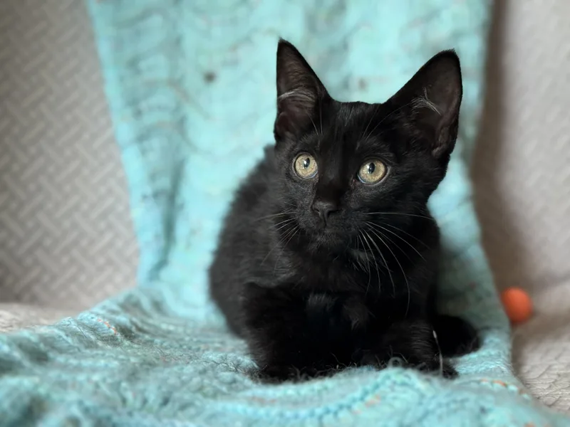 A baby medium-sized male Black Domestic Short Hair cat named Colin for adoption in Keller, TX