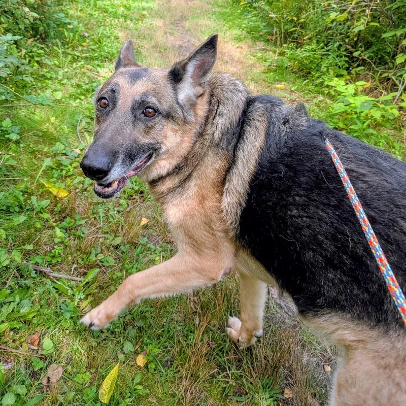 A senior large-sized female Yellow / Tan / Blond / Fawn Mixed Breed dog named Athena for adoption in Grand Rapids, MI