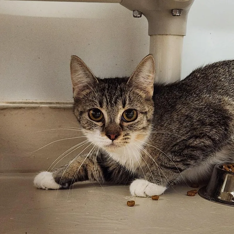 A young small-sized female Gray / Blue / Silver Domestic Short Hair cat named Missy for adoption in Delaware, OH