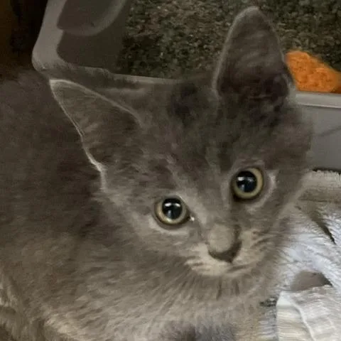 A baby small-sized male Gray / Blue / Silver Domestic Short Hair cat named Kyle for adoption in Baltimore, MD