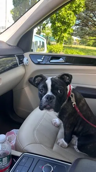 A young small-sized male Boston Terrier dog named Gus for adoption in New York, NY