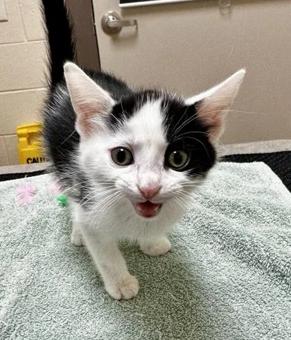 A baby small-sized female Domestic Short Hair cat named Wren for adoption in Westland, MI