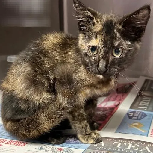 A baby small-sized female Black Domestic Short Hair cat named Foxy Cleopatra for adoption in Austin, TX