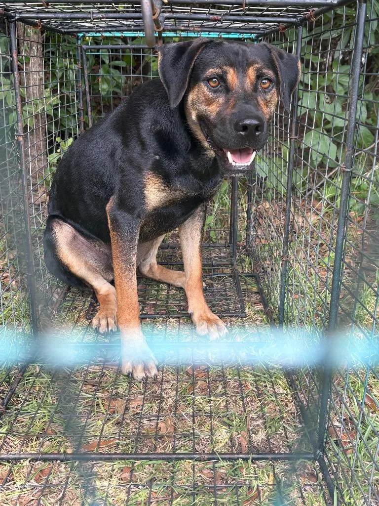 A young medium-sized male Mixed Breed dog named Ore for adoption in Effingham, SC