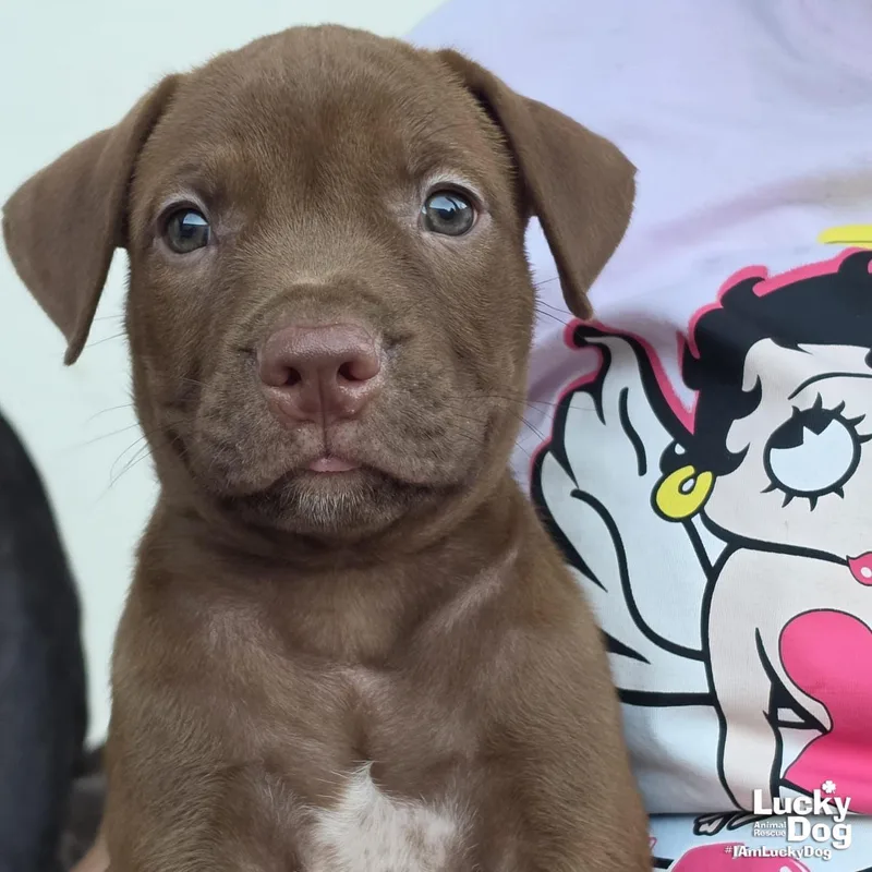A baby large-sized male Labrador Retriever dog named Scottie for adoption in Washington, DC