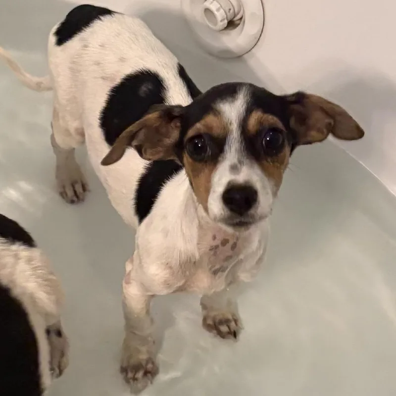 A baby small-sized female Jack Russell Terrier dog named Blair for adoption in Hinesville, GA