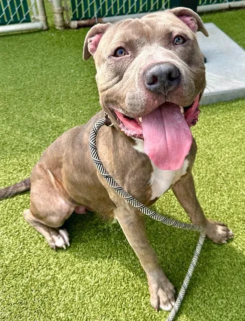 An adult large-sized male Terrier dog named Billy for adoption in Olivette, MO