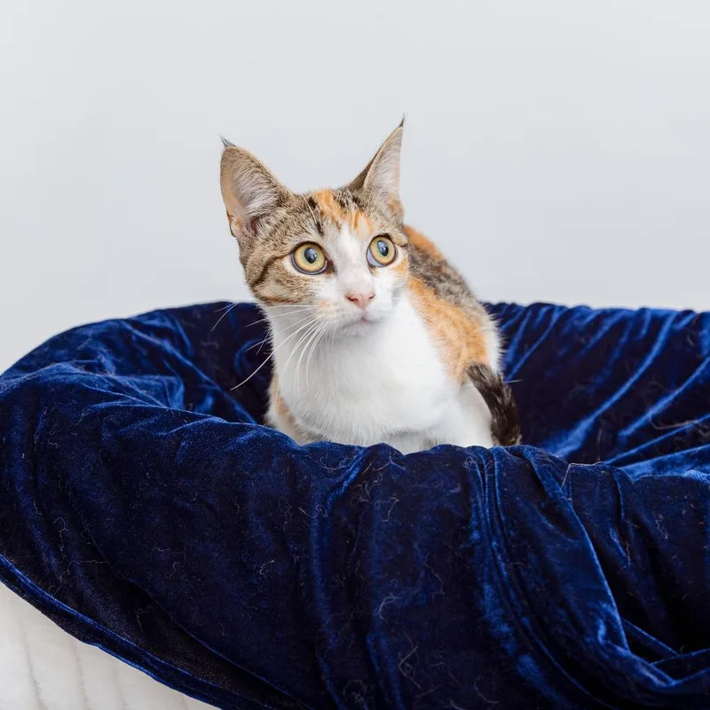 A young small-sized female Domestic Short Hair cat named Juvia for adoption in Los Angeles, CA