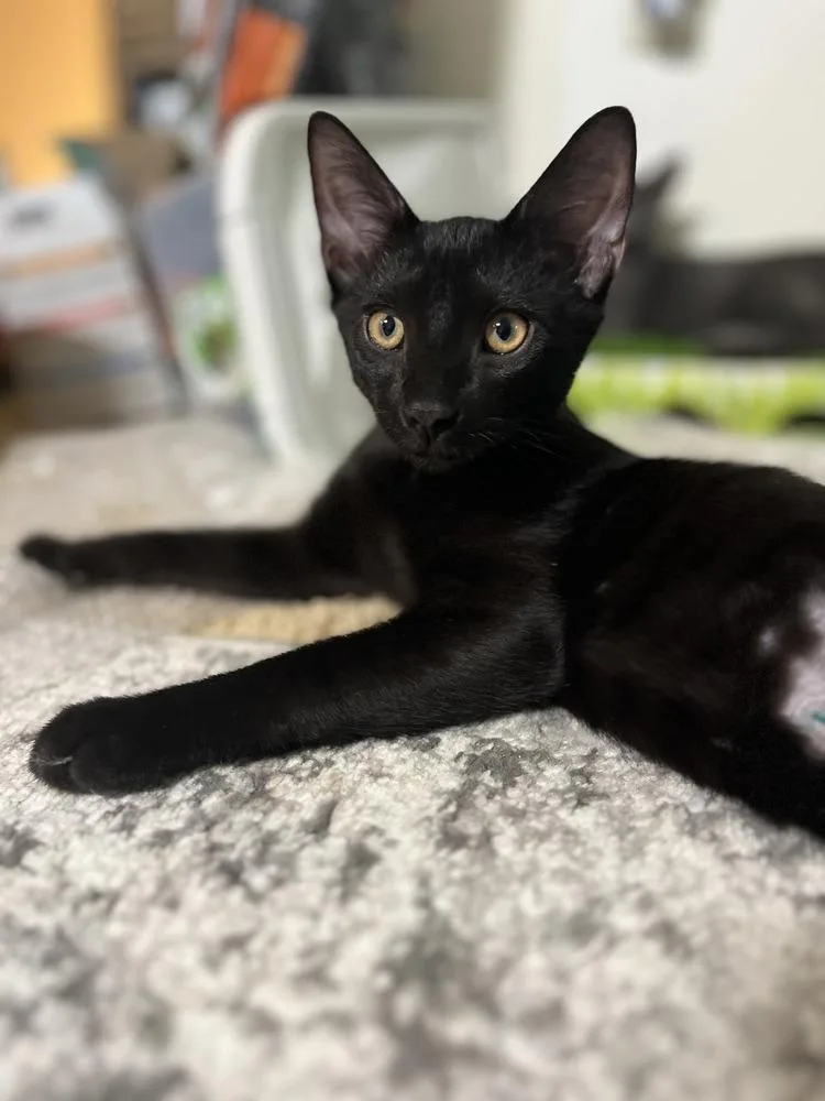A baby medium-sized male Black Domestic Short Hair cat named Monk for adoption in East Greenville, PA