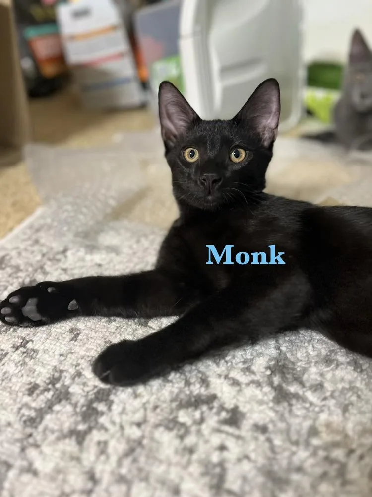 Monk thumbnail 5