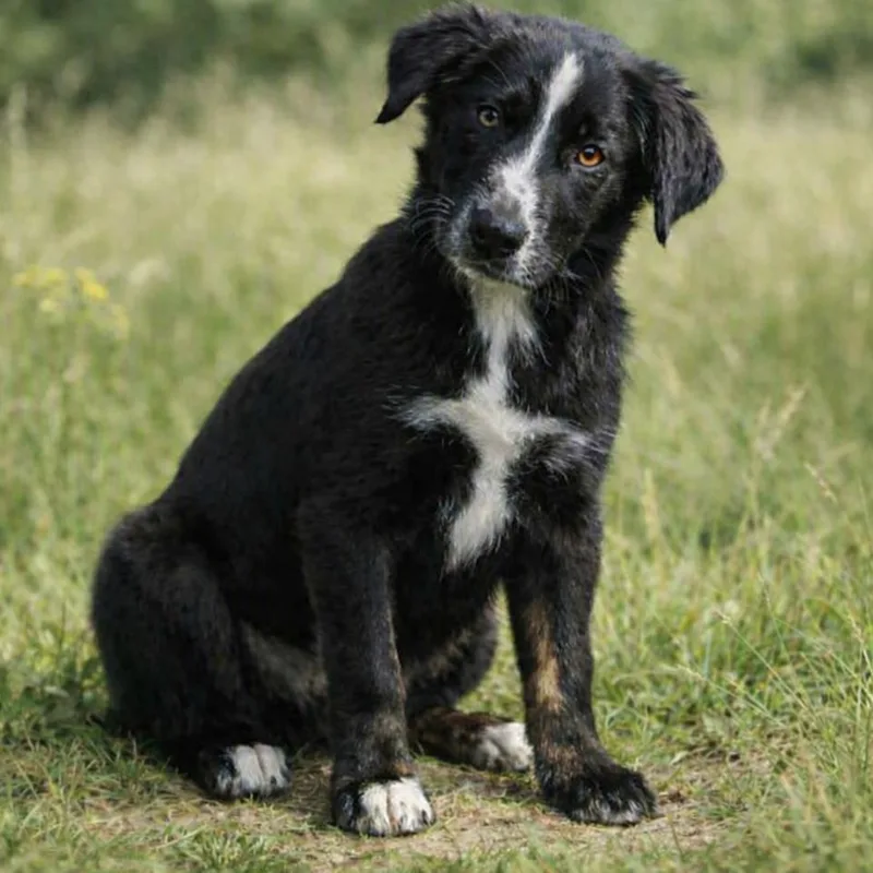 A baby medium-sized male Black Australian Shepherd dog named CT Nick for adoption in Stormville, NY
