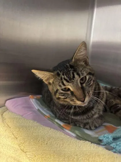 An adult medium-sized male Domestic Short Hair cat named Rocco for adoption in Lafayette, IN