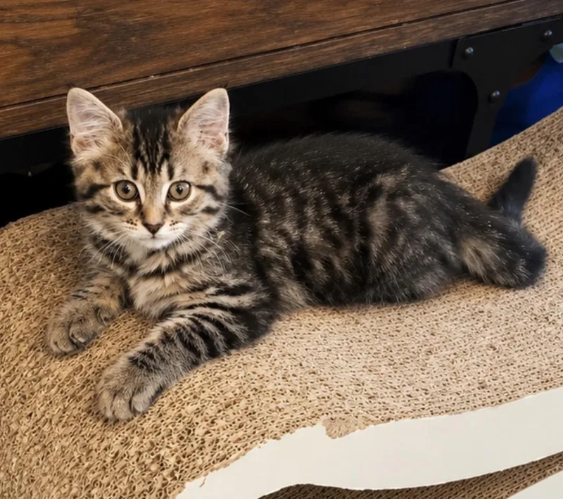 A baby small-sized female Tabby (Brown / Chocolate) Domestic Medium Hair cat named Vera for adoption in Maineville, OH