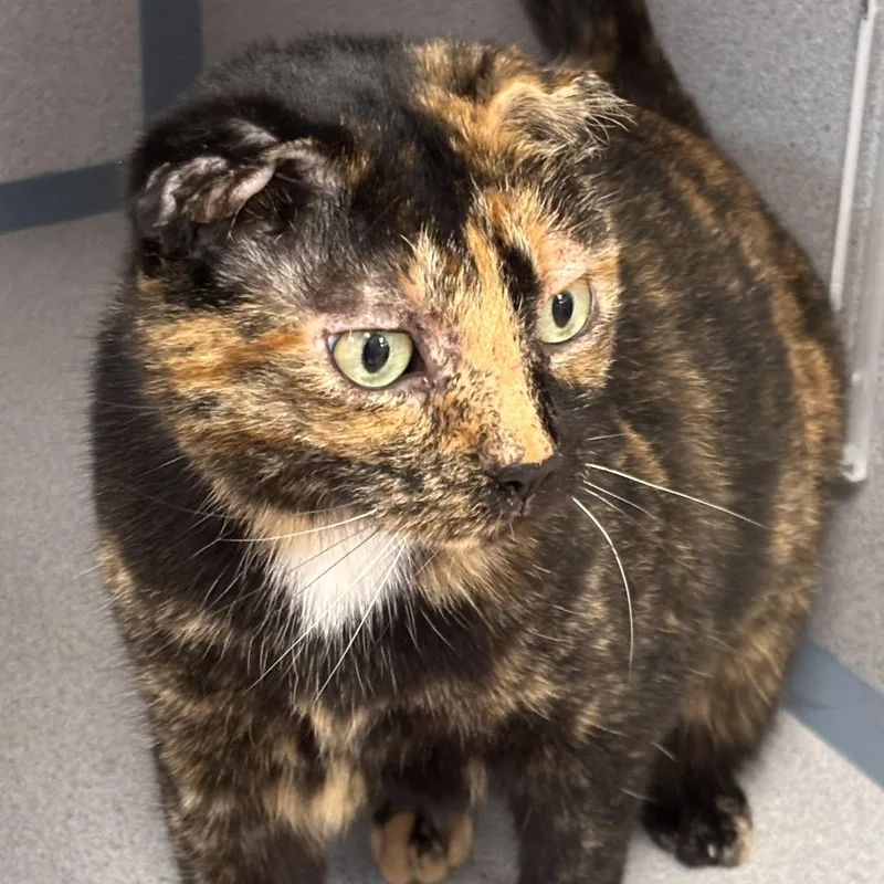 An adult medium-sized female Tortoiseshell Domestic Short Hair cat named Jazz for adoption in Batavia, NY