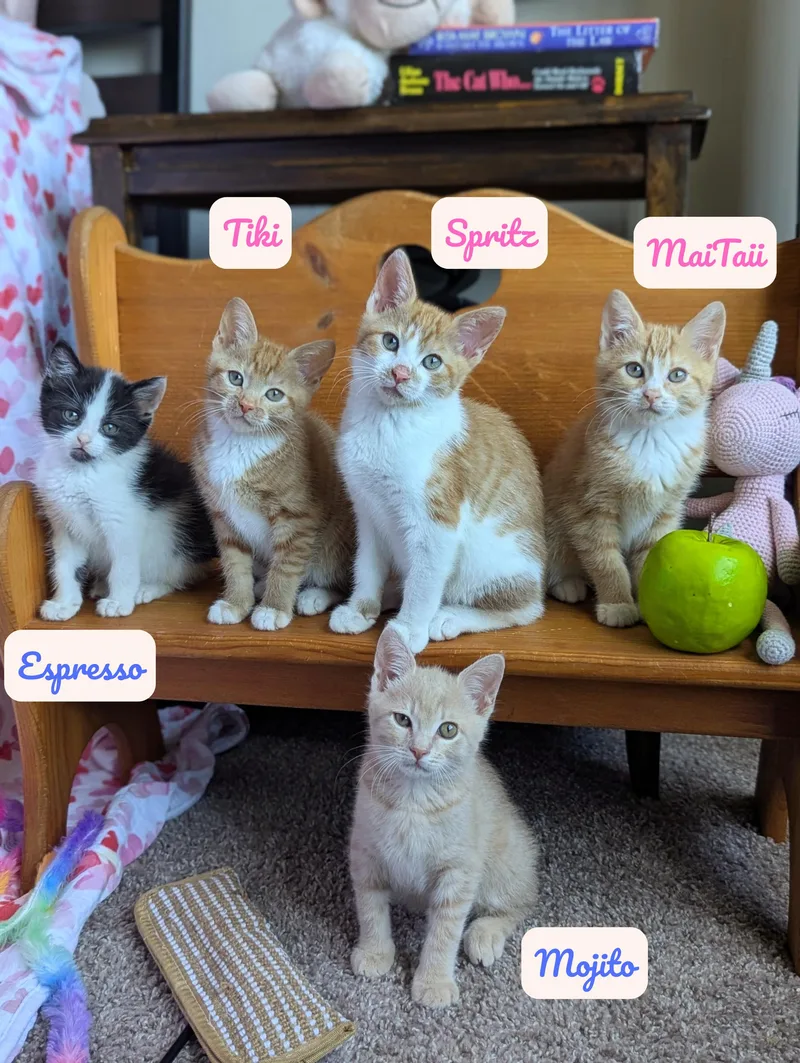 A baby small-sized female Orange & White Domestic Short Hair cat named Tiki for adoption in Tucker, GA