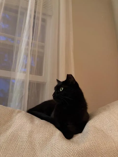 A young medium-sized female Domestic Short Hair cat named Rooh for adoption in Pawtucket, RI