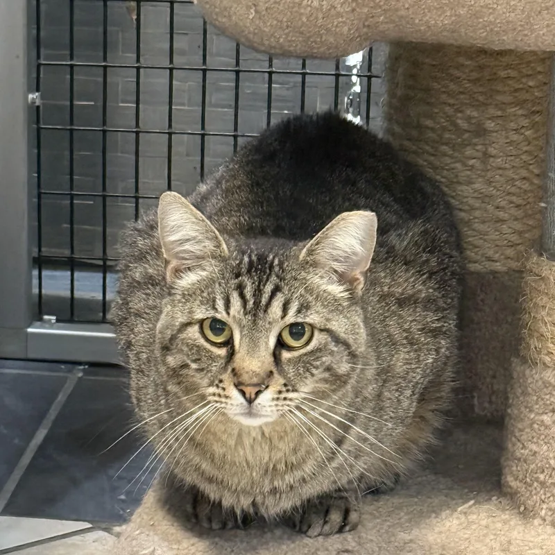 An adult large-sized male Tabby cat named Sam for adoption in Plymouth, MA
