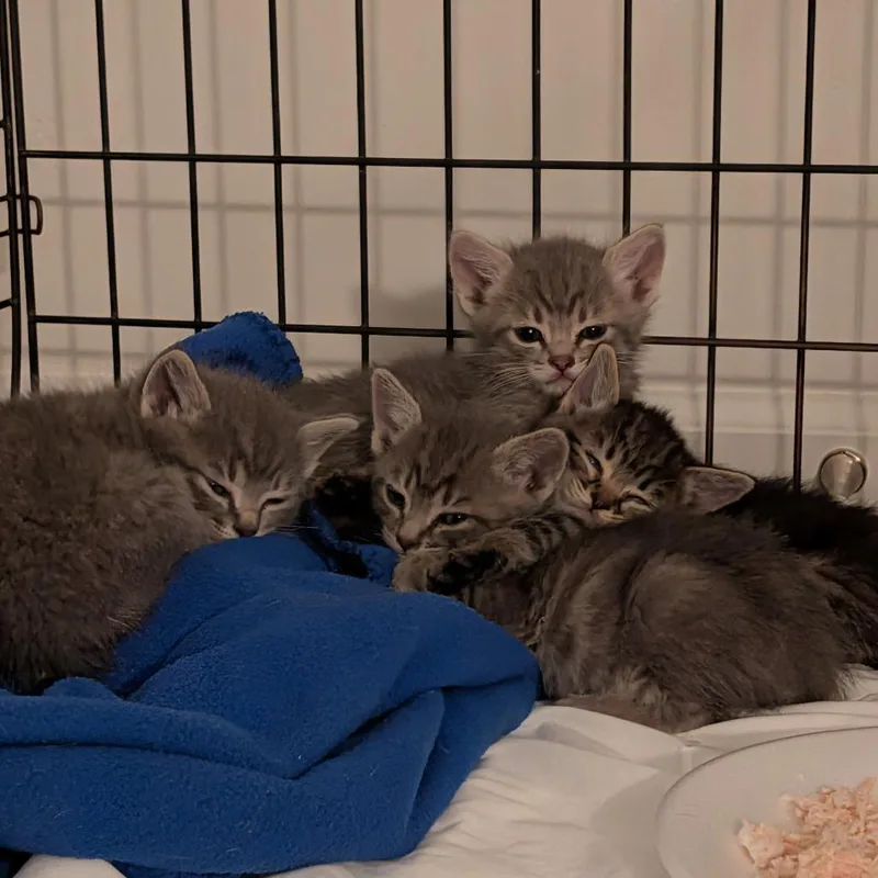 A baby small-sized male Gray / Blue / Silver Domestic Medium Hair cat named Wonton for adoption in Park City, UT