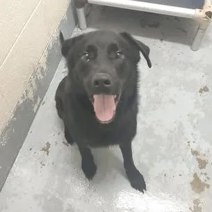 An adult medium-sized male Black Labrador Retriever dog named Looking For Owner for adoption in Ravenna, OH