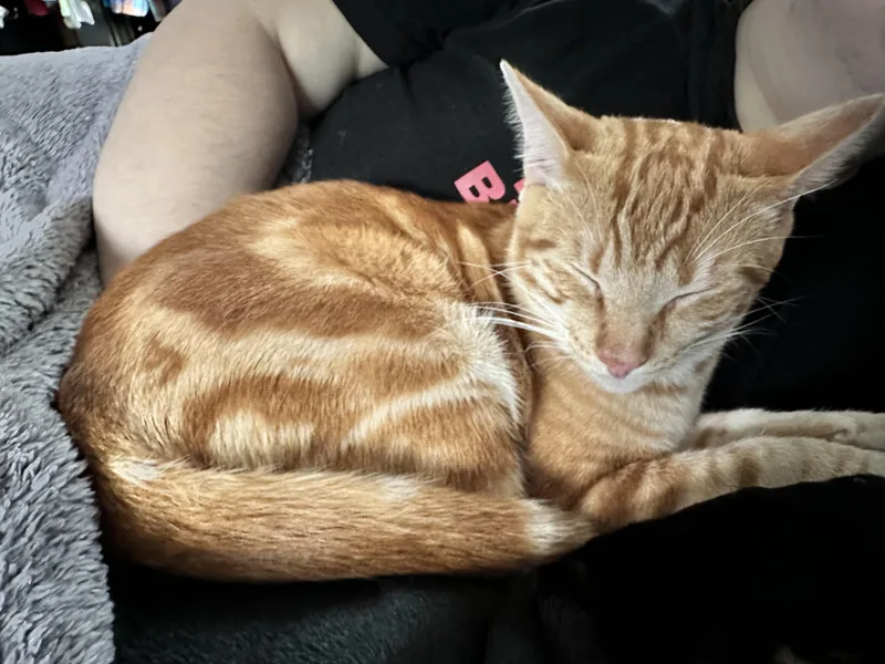 Cheddar&mango thumbnail 3