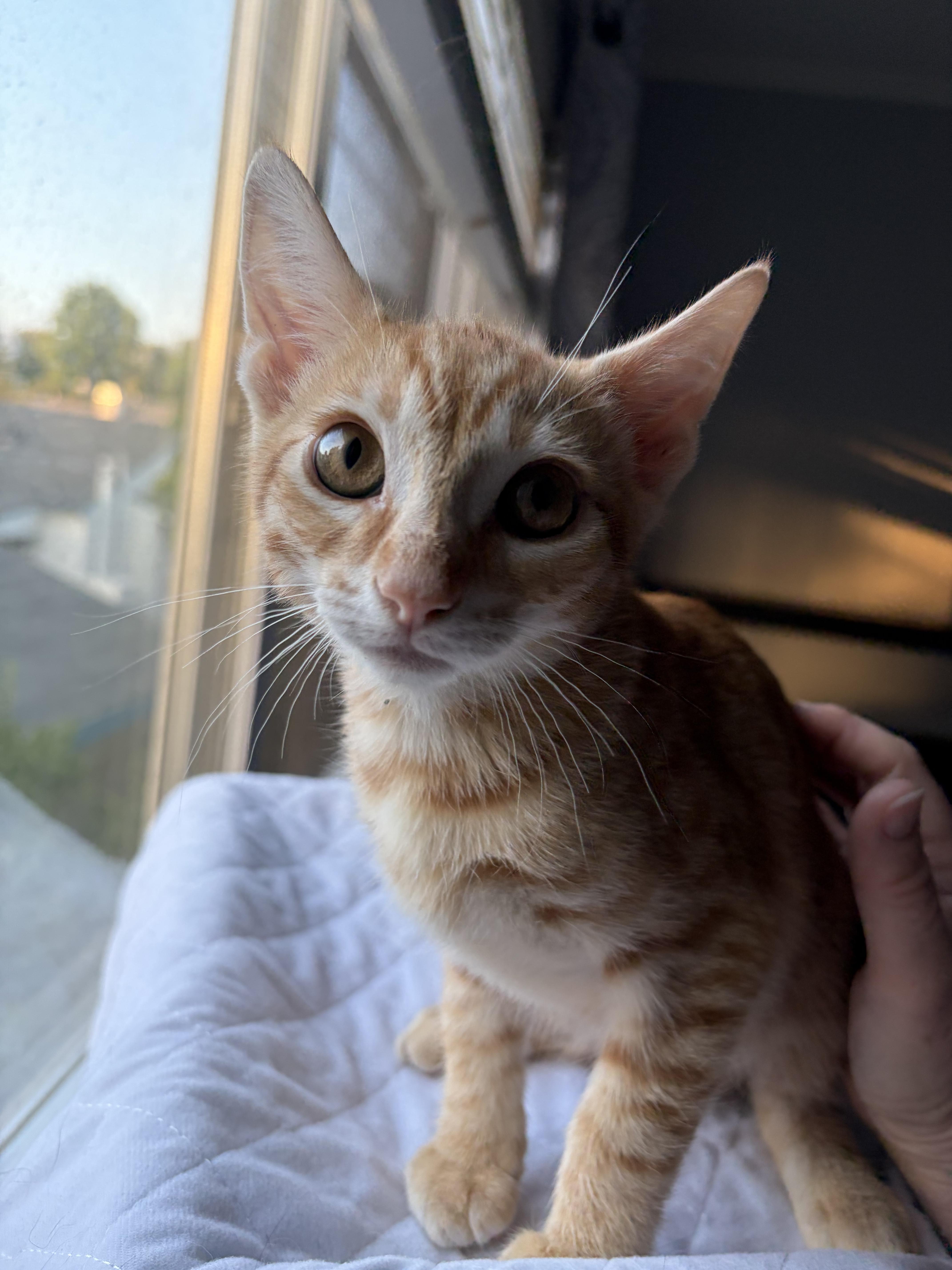 A baby small-sized male Domestic Short Hair cat named Tangerine for adoption in Woodland Hills, CA