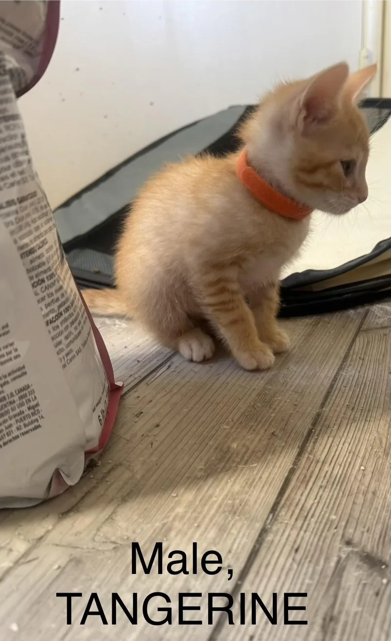Tangerine thumbnail 5