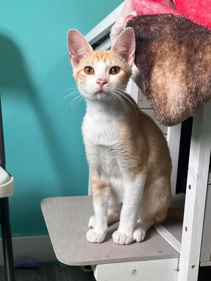 A young medium-sized male Tabby (Orange / Red) Domestic Short Hair cat named Sprout for adoption in Maryville, TN