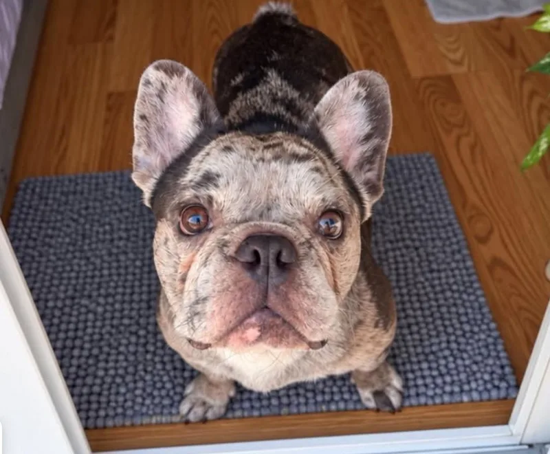 An adult medium-sized male French Bulldog dog named Puzzle for adoption in Osteen, FL
