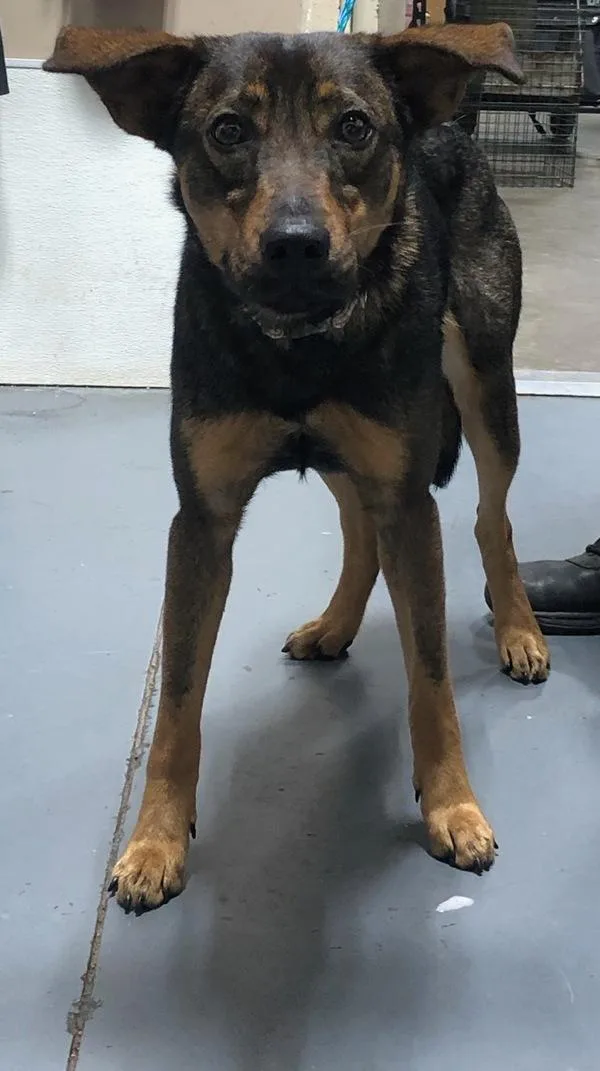 An adult medium-sized female Shepherd dog named Halle Berry Hallelujah Hope for adoption in Dallas, GA