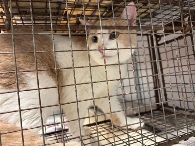 A young large-sized female Domestic Medium Hair cat named Tansy for adoption in Huntsville, AL