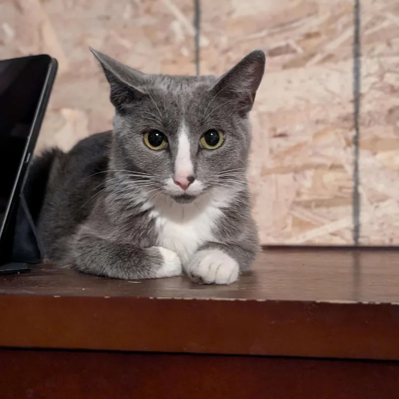 An adult medium-sized female Gray / Blue / Silver Domestic Short Hair cat named (Mittens) for adoption in Madison, WI