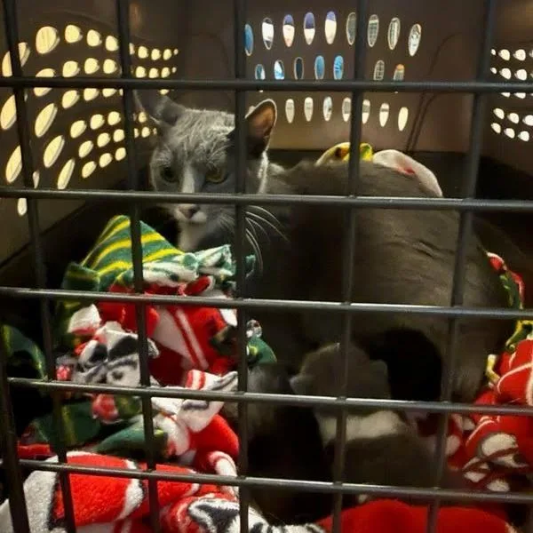 (Mittens) thumbnail 2