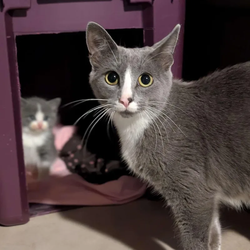 (Mittens) thumbnail 3