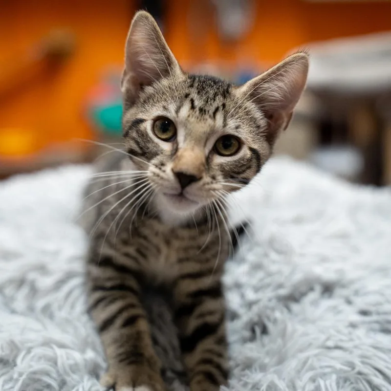 A baby small-sized male Brown / Chocolate Domestic Short Hair cat named Meteor for adoption in Gainesville, GA