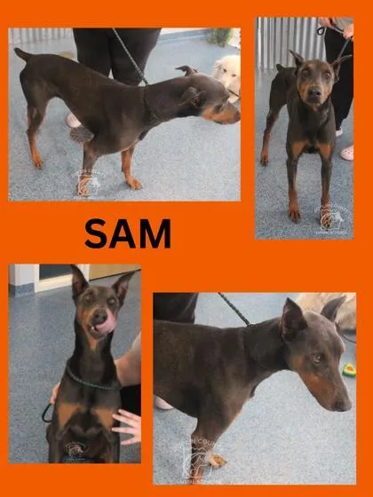 Sam thumbnail 2