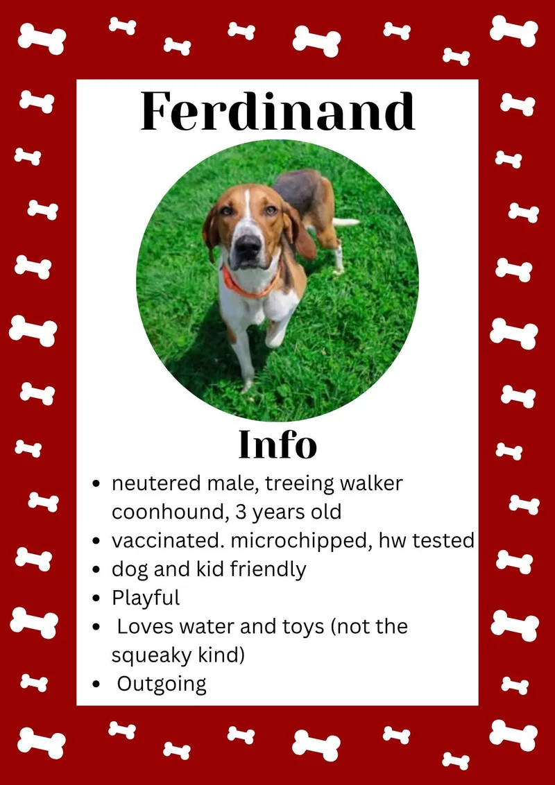 A young medium-sized male Tricolor (Brown, Black, & White) Treeing Walker Coonhound dog named Ferdinand for adoption in Greensburg, IN