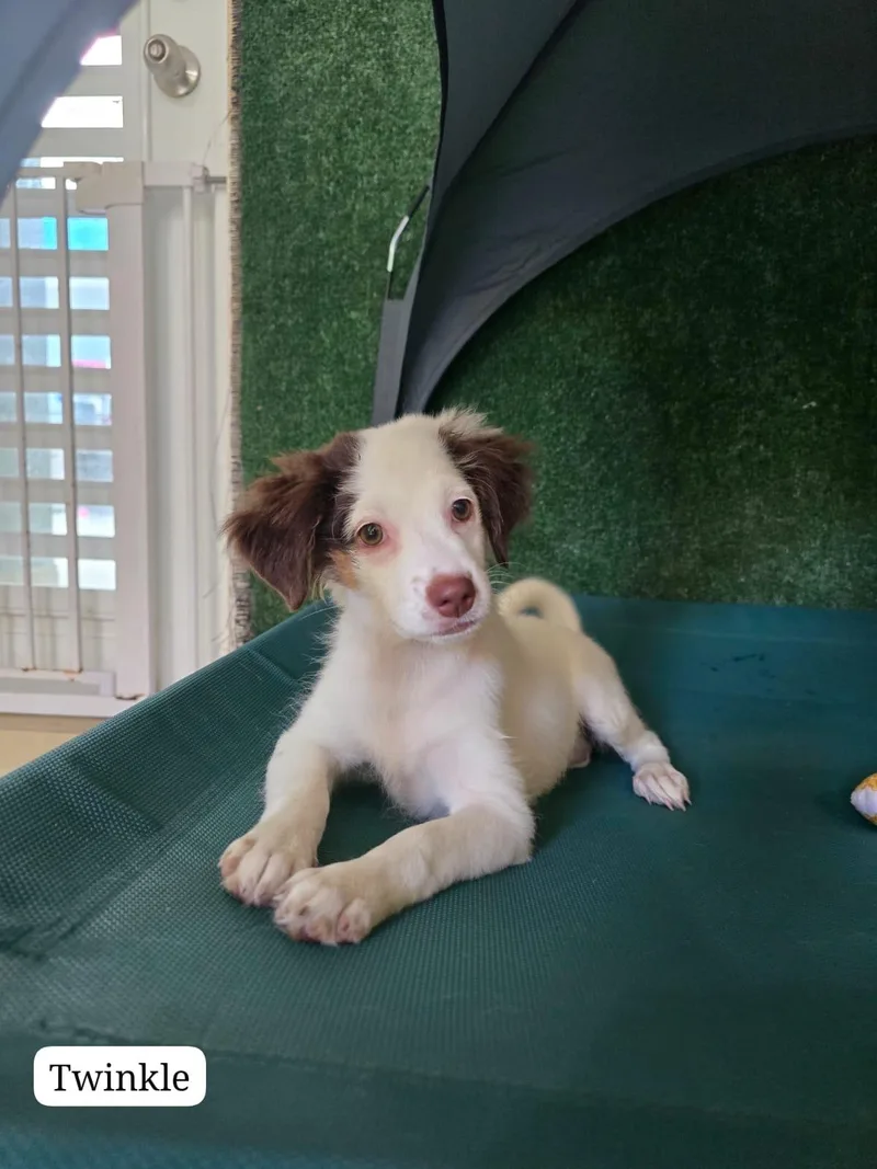 A young small-sized female Chihuahua dog named Twinkle for adoption in New York, NY