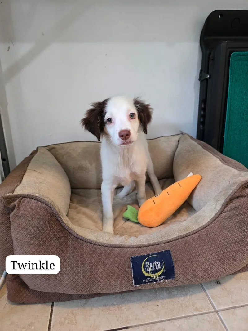 Twinkle thumbnail 5