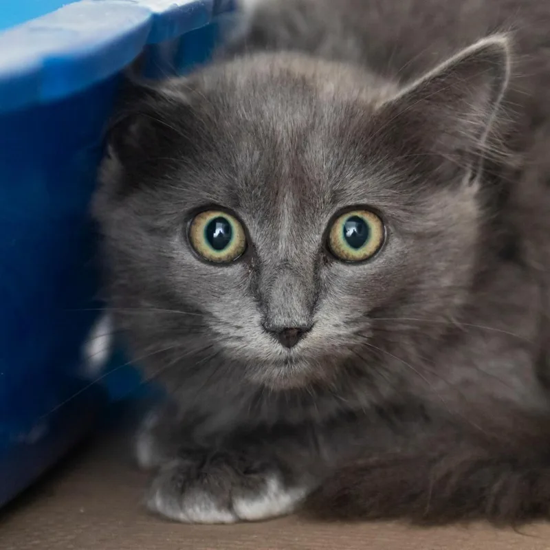 A young small-sized female Gray / Blue / Silver Domestic Medium Hair cat named Caper for adoption in Middletown, RI