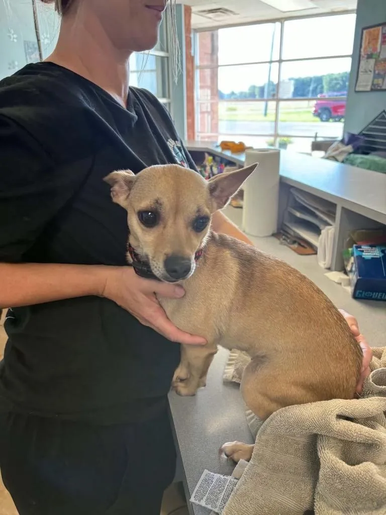 A young medium-sized female Chihuahua dog named Piper for adoption in Marion, OH