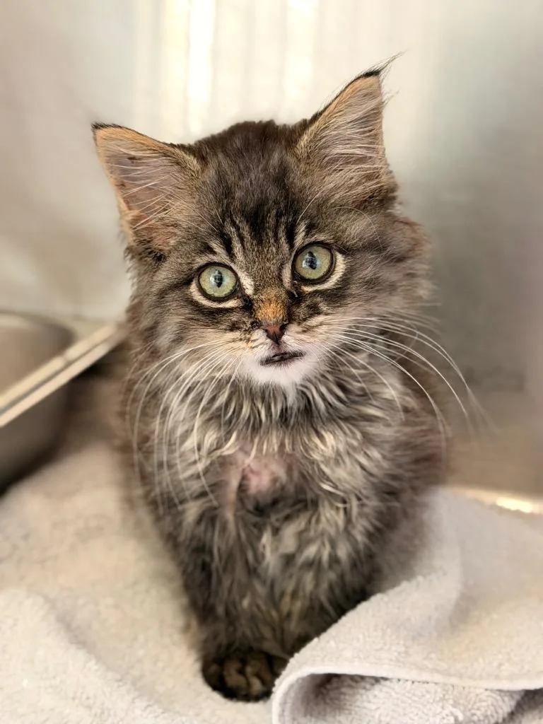 A baby medium-sized female Domestic Short Hair cat named Mags for adoption in Menomonie, WI
