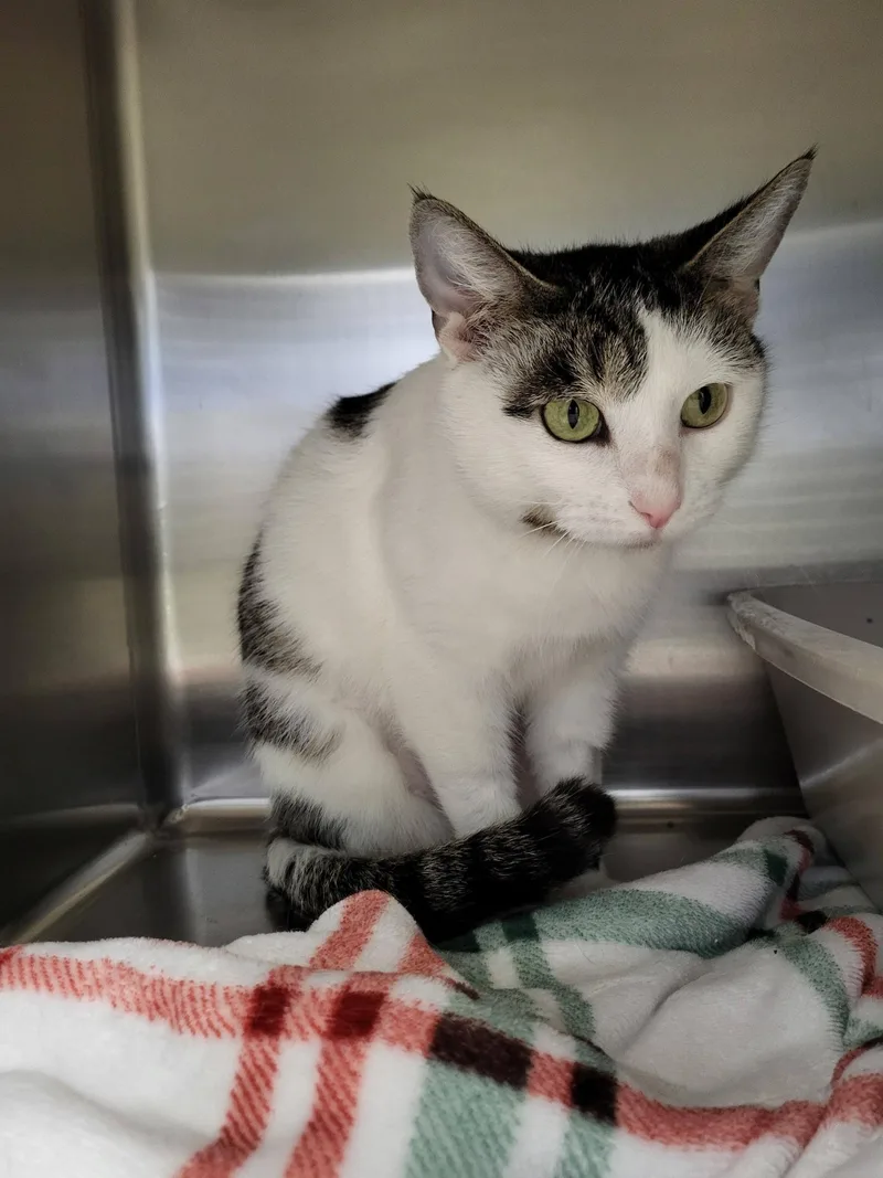 Milkweed thumbnail 2