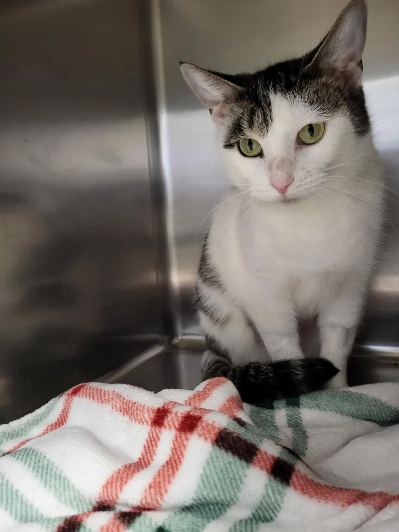 Milkweed thumbnail 3