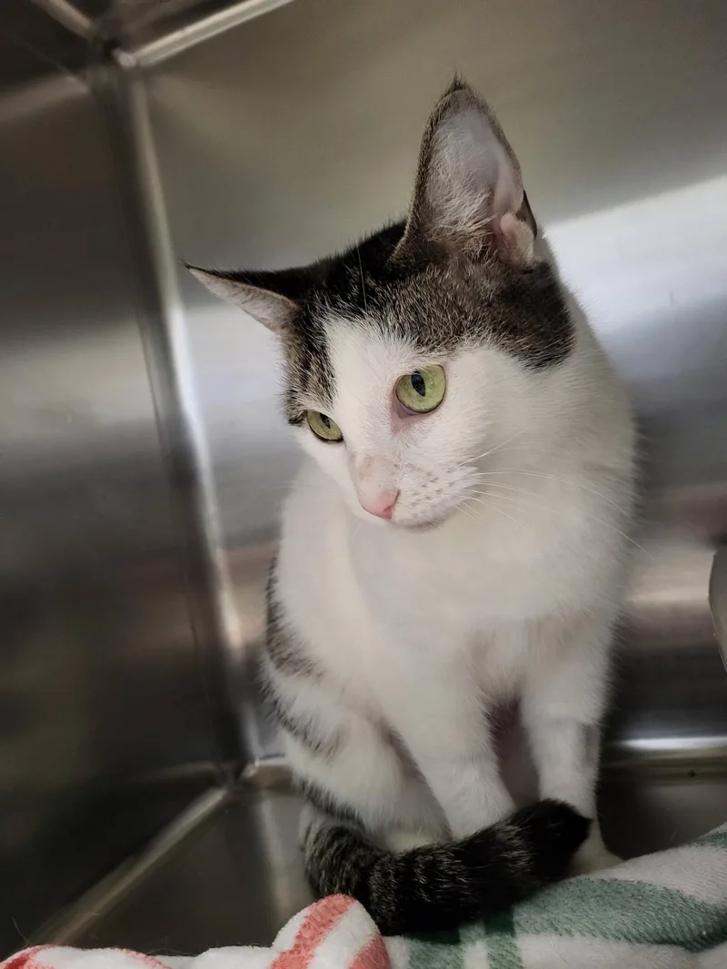 Milkweed thumbnail 4