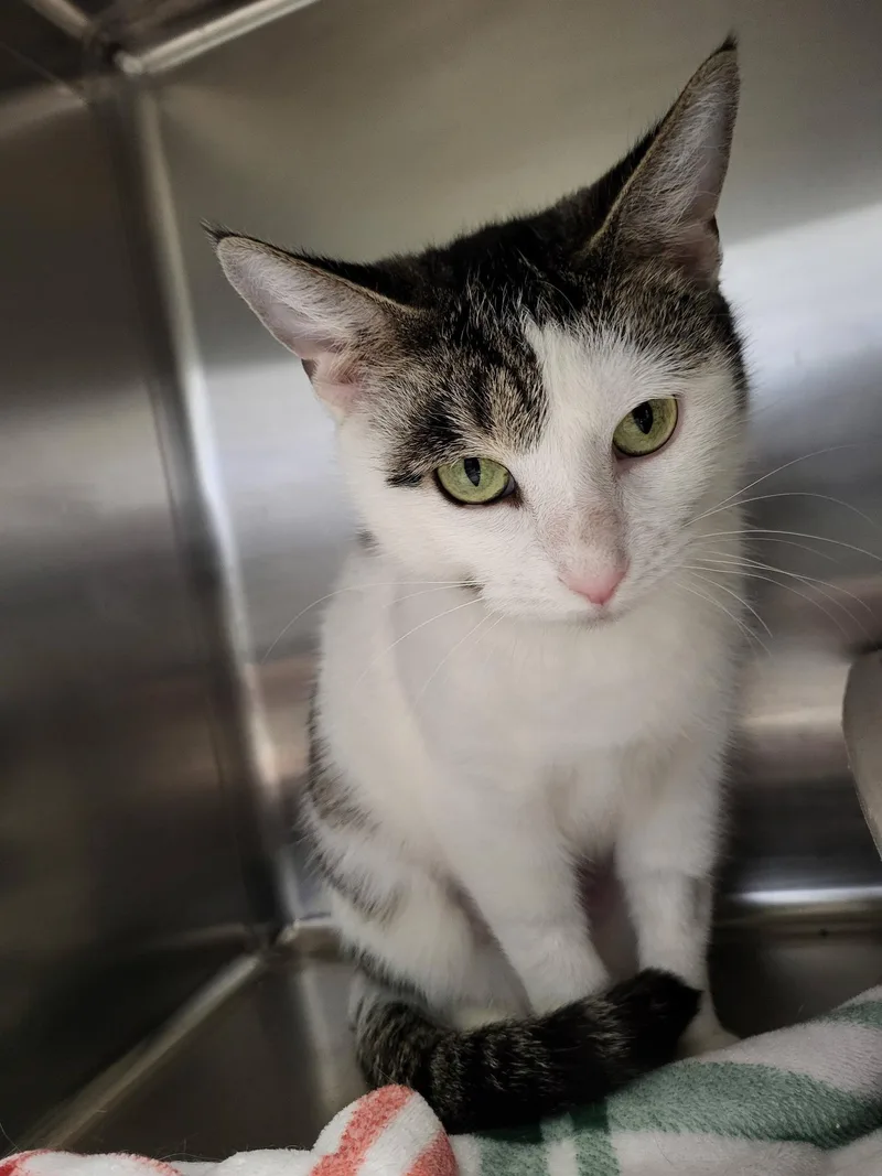 Milkweed thumbnail 5