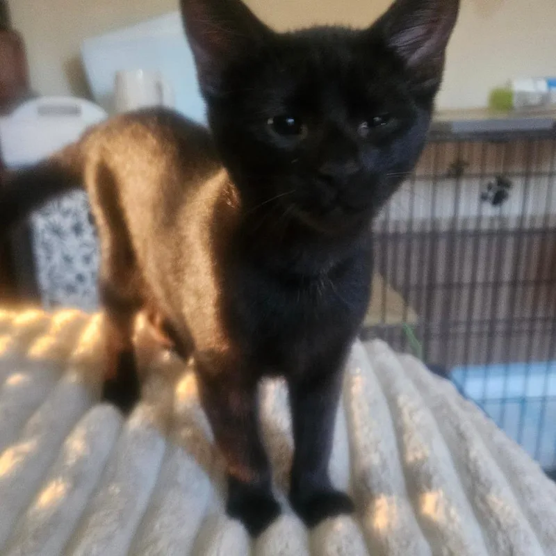 A baby small-sized male Black Domestic Short Hair cat named Sokka for adoption in Carmel, IN