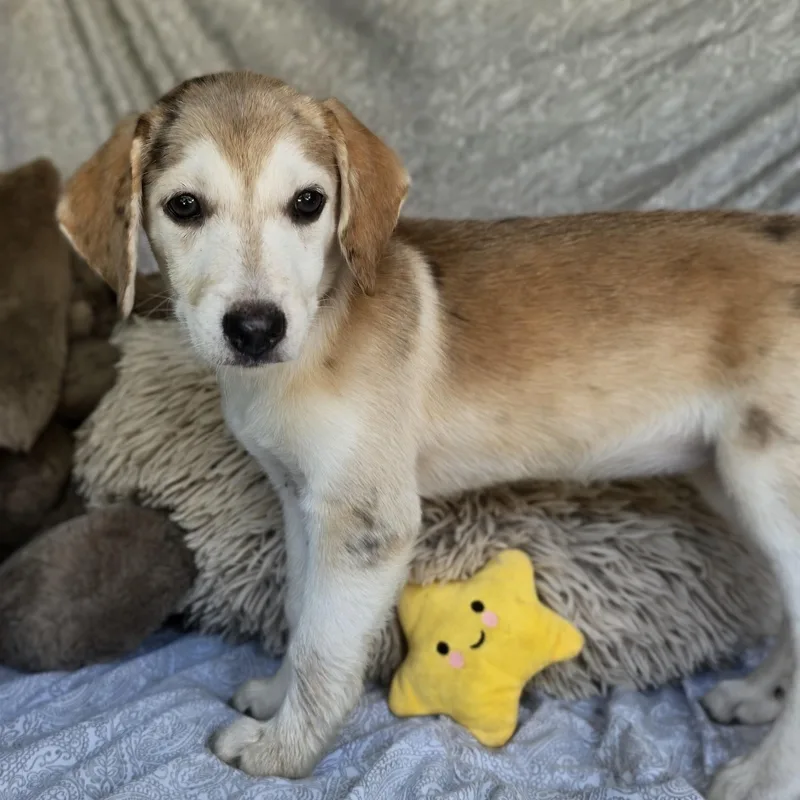 A baby medium-sized female Tricolor (Brown, Black, & White) Dachshund dog named Penelope for adoption in Cleveland, TX