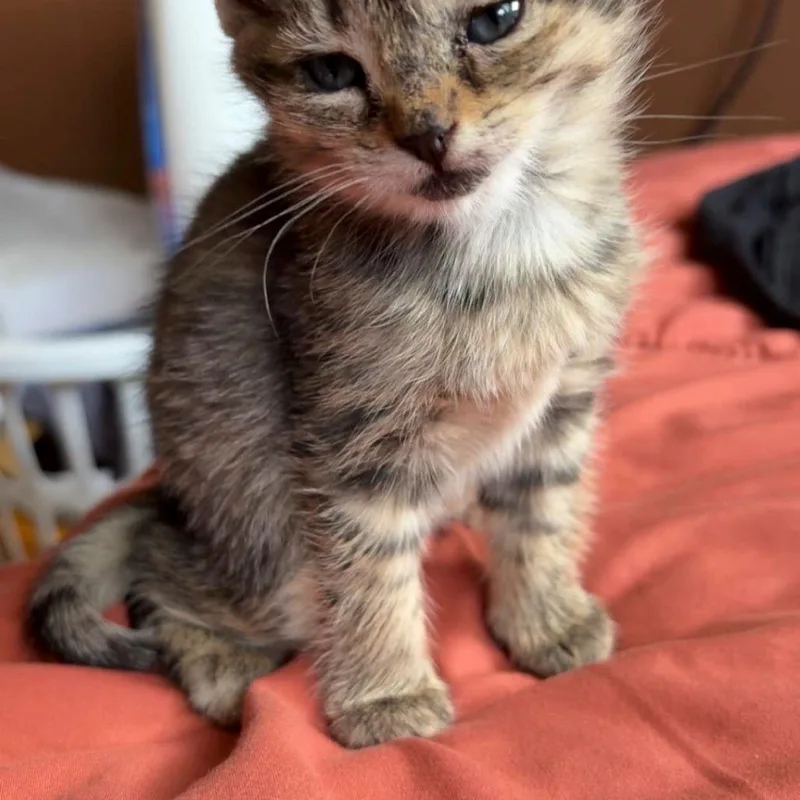 A baby small-sized female Domestic Short Hair cat named Squish for adoption in Klamath Falls, OR